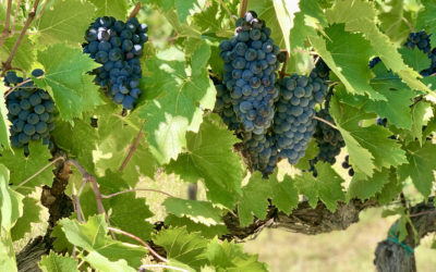 Leuk boek over Italiaanse wijnen