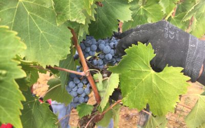 Wijnoogst Vino Nobile di Montepulciano DOCG jaargang 2017