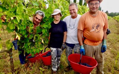 Wijnoogst Vino Nobile di Montepulciano DOCG jaargang 2018