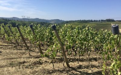 Wijnhuis Sada in Toscane