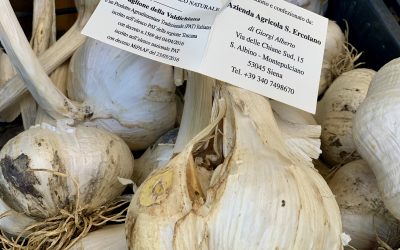 A giant garlic from the Valdichiana valley “Aglione”