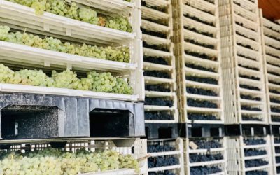 Appassimento van de Marzemino druiven